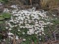 Wells’s pyxie-moss, little pyxie Sandhills